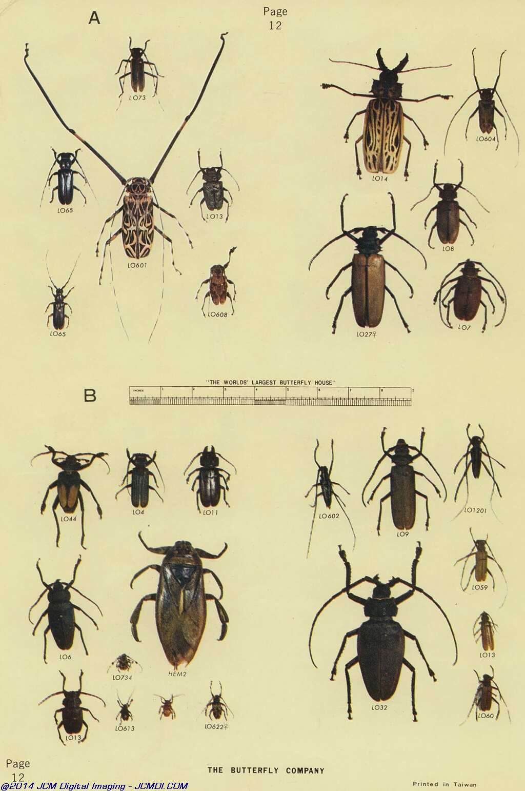 The Butterfly Company (NY) 18 page catalog 1976